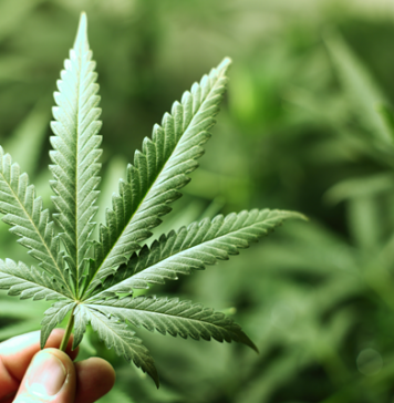 경찰 26,000개 불법 재배중인 마리화나 압수