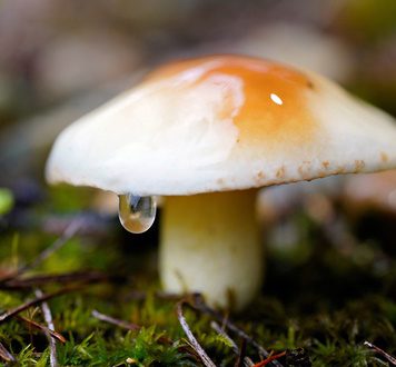 치명적인 독버섯 UW 캠퍼스에서 발견